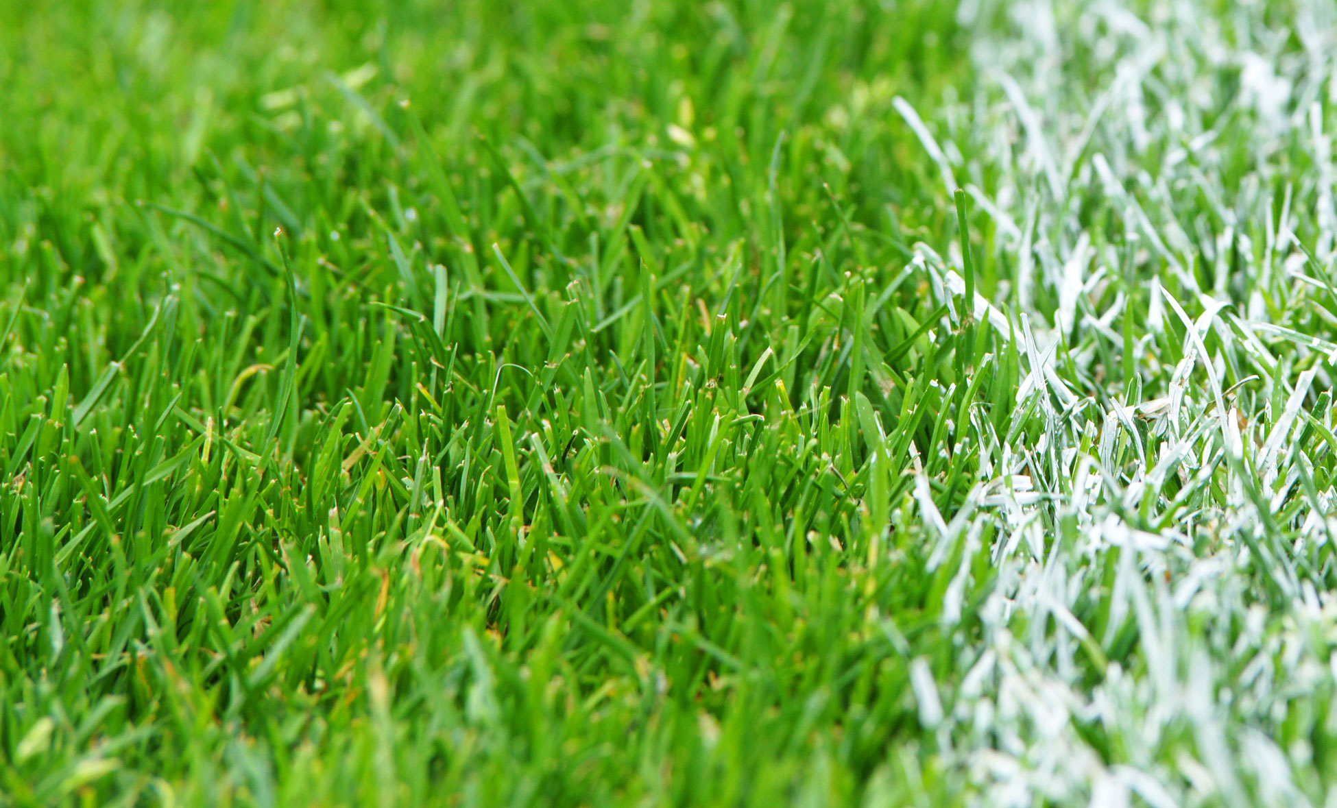 Fußball Rasen - Soccer Grass